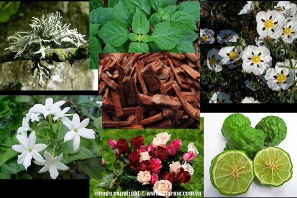 Các nhóm hương nước hoa và điểm đặc trưng của từng nhóm